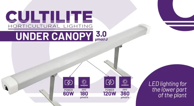 BLOG-under-canopy-ENG-03